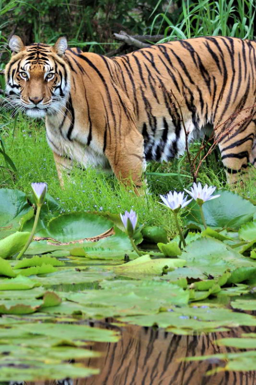 Bengal Tiger Jukani Wildlife Sanctuary Plettenberg Bay South Africa