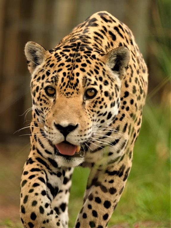 Jaguar - Jukani Wildlife Sanctuary, Plettenberg Bay, South Africa