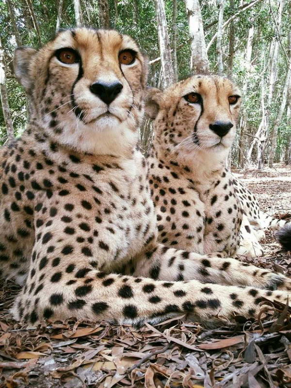 Cheetah Jukani Wildlife Sanctuary Plettenberg Bay South Africa