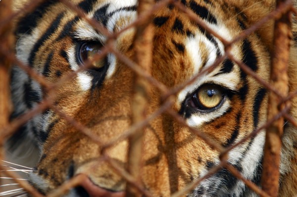 Bloodthirsty lions maul tiger in front of crying kids as safari turns deadly - Daily Star