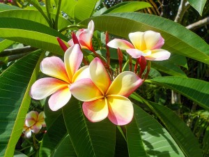 Beautiful Flowers