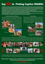 Say no to petting captive wildlife