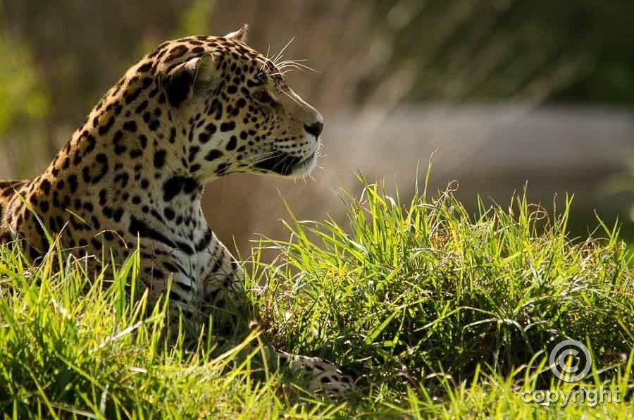 Jaguar - Jukani Wildlife Sanctuary, Plettenberg Bay, South Africa