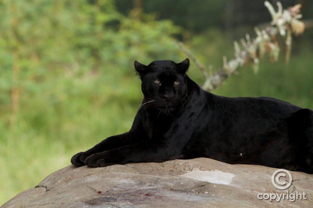 Jaguars and Leopards Album - Jukani Wildlife Sanctuary